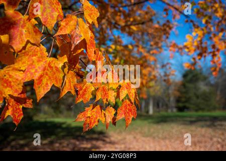 Golden leaves of a mature sugar maple tree shine on an Autumn afternoon in the Shenandoah Valley. Stock Photo