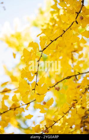 A branch of ginko leaves. There are about 300 Ginko trees in the Blandy Ginko Grove at the State Arboretum of Virginia. In the Fall, their green leave Stock Photo