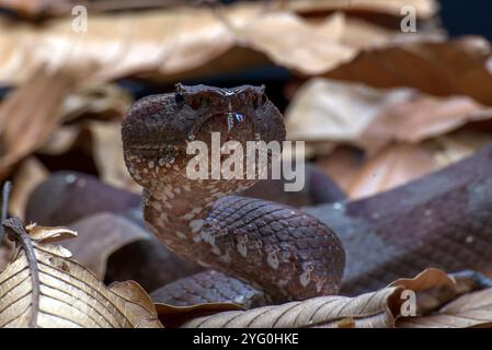 Flat nose pit viper hiding inside  bush Stock Photo