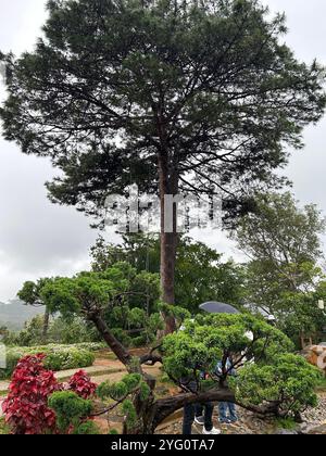 Serene Garden Scene with Tall Pine Tree and Lush Greenery on a Cloudy Day Stock Photo