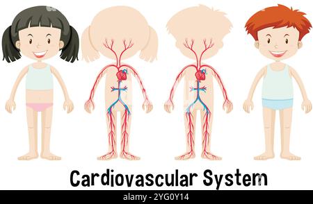 Diagram showing kids' cardiovascular system anatomy Stock Vector