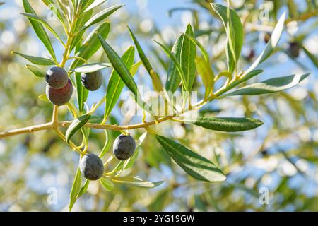 Closeup view of ripe black olives on olive tree. Stock Photo