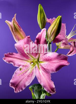 A close-up shot of a pink Oriental lily in full bloom with dewdrops on its petals, surrounded by green buds, set against a rich purple background. Stock Photo