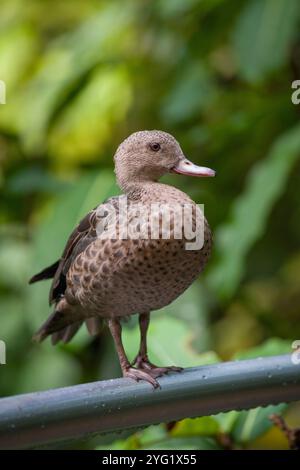 Bernier duck, Masoala Hall Zurich Zoo Stock Photo