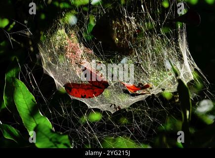 Silk web of a sheet weaver spider. The sheet weaver is in the family Linyphiidae. They are commonly found in classic 'Bowl and doily' webs or filmy domes. Spider silk is a natural polypeptide and a polymeric protein belonging to the scleroprotein group, which also includes collagen (found in ligaments) and keratin (present in nails and hair). All these proteins provide structural support. Stock Photo