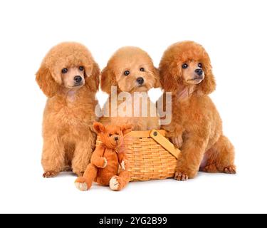 Three funny red toy poodle puppys sitting on white background, one in a basket Stock Photo