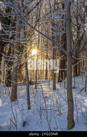 Winter forest with the sun shining through the trees Stock Photo