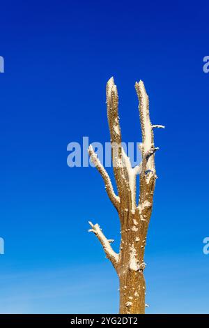Snowy old dead tree snag with a blue sky Stock Photo