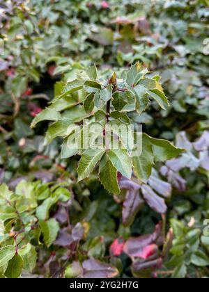 Creeping mahonia (Berberis repens) green plant, natural background Stock Photo