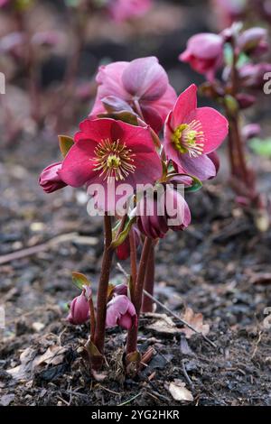 Helleborus Ice N' Roses Red, Helleborus Coseh 4100, hellebore Ice N' Roses Red, Rounded, deep red flowers, creamy-yellow stamens in winter Stock Photo