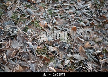 frosty autumn tree leaves on the ground Stock Photo