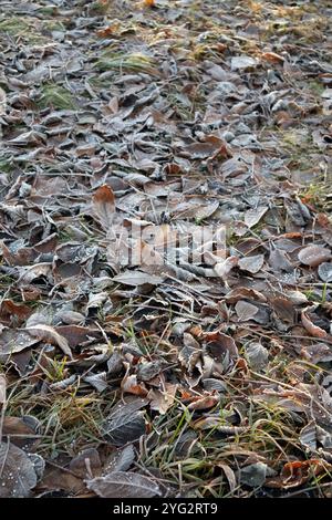 frosty autumn tree leaves on the ground Stock Photo