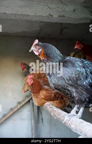 Free range hens sit on a perch in traditional henhouse Stock Photo