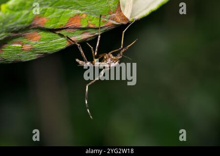 Mosquito Psorophora howardii insect nature West Nile virus Ross River fever Zika Malaria. Stock Photo