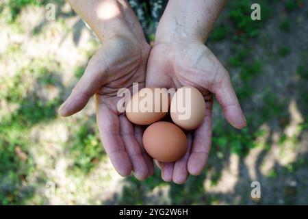 Hands of female farmer holding fresh hen eggs Stock Photo