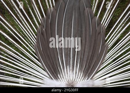 Rear Tail Feathers of Indian Peacock, Common Peacock or Blue Peacock, Pavo cristatus, Showing Quills, Calamus, Shaft or Rachis Stock Photo