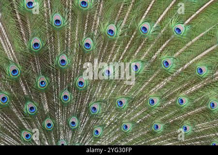 Colourful or Colorful Feathers, with Eyespots or Eye Motif, of Common Peacock, Indian Peacock or Blue Peacock, Pavo cristatus, Displaying Stock Photo