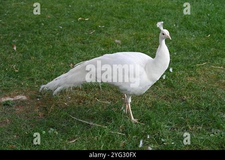 Portrait of Albino or White Peacock, Common Peacock, Indian Peacock or Blue Peacock, Pavo cristatus, Stock Photo