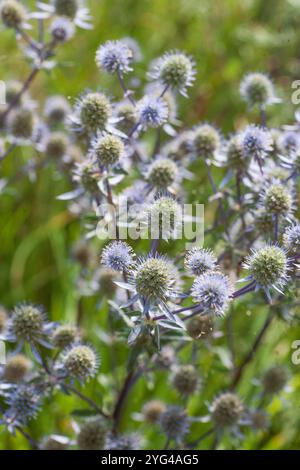 Eryngium planum the blue eryngo or flat sea holly Stock Photo