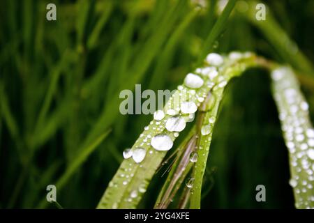 Raindrops on a strand of grass Stock Photo
