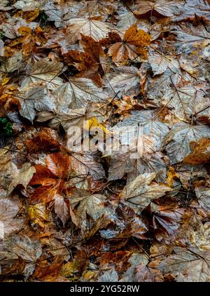 Woodland autumnal leaves after rain in the Northern Vršič pass in Slovenia. Stock Photo