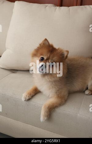A very naughty but happy dog Stock Photo