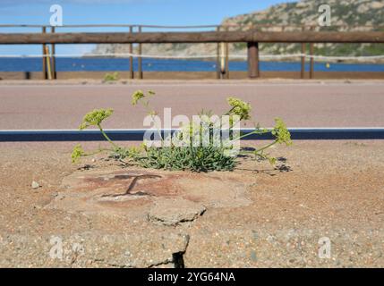 Green plant growing out from a concrete by the side of a road Stock Photo