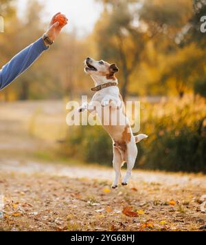A man plays fetch with a small dog in a park in autumn. The dog happily jumps to catch the ball thrown by the man. in an autumn park Stock Photo