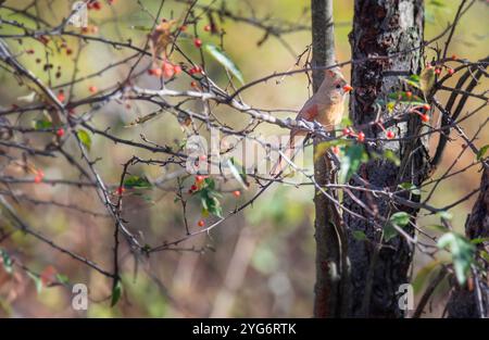 Female Northern cardinal sits in a possum haw holly tree Stock Photo