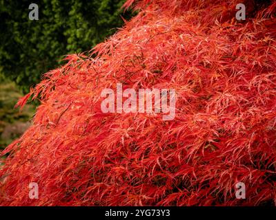Acer palmatum 'Dissectum Atropurpureum' tree in Autumn. Stock Photo