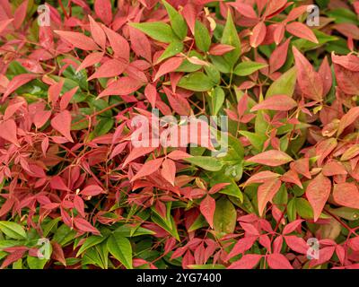 Nandina domestica heavenly bamboo, also known as Chinese sacred bamboo or sacred bamboo. Stock Photo