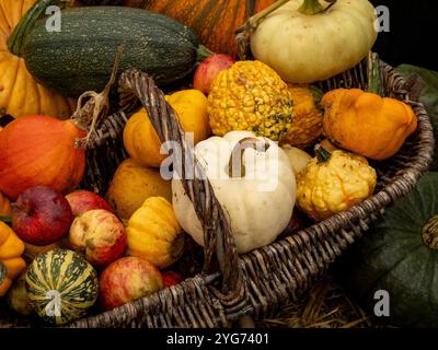Wicker basket containing harvested squashes and apples. Stock Photo