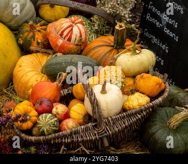 Wicker basket containing harvested squashes and apples. Stock Photo