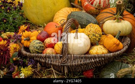 Wicker basket containing harvested squashes and apples. Stock Photo