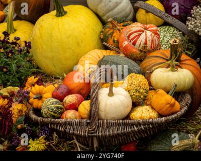 Wicker basket containing harvested squashes and apples. Stock Photo