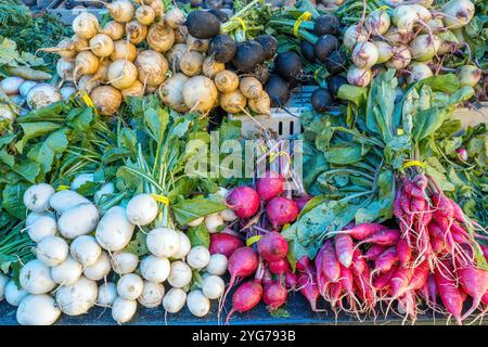 Radish in various shapes and colors for sale at a market Stock Photo