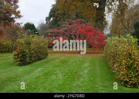 Acer palmatum in autumn Stock Photo