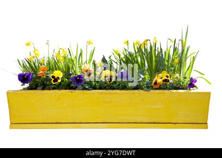 Yellow flowerpot with daffodils isolated over white background Stock Photo
