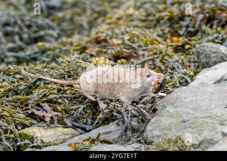 Brown Rat (Rattus norvegicus) with a crab in Bantry Bay, West Cork, Ireland. Stock Photo