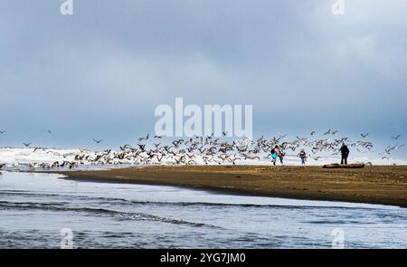 Two women walk among a large flock of seagulls on the Olympic Peninsula in Washington State. USA Stock Photo