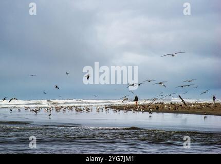 Two women walk among a large flock of seagulls on the Olympic Peninsula in Washington State. USA Stock Photo