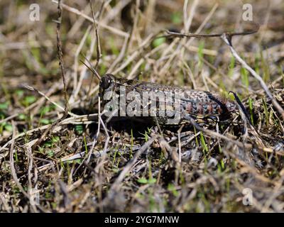 Calliptamus italicus, the Italian locust grasshopper. Stock Photo