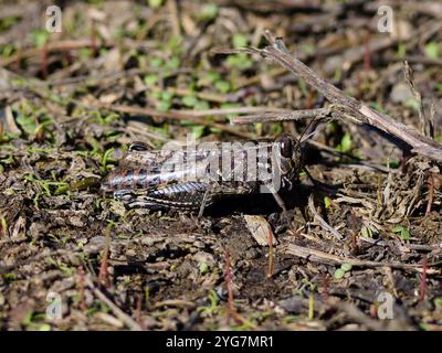 Calliptamus italicus, the Italian locust grasshopper. Stock Photo