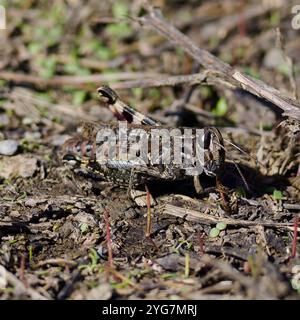 Calliptamus italicus, the Italian locust grasshopper. Stock Photo