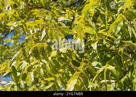 immature pecan nuts growing in a pecan nut or Carya illinoinensis tree Stock Photo