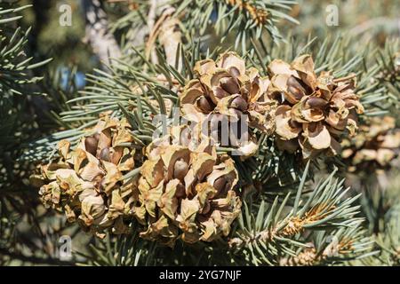 pinyon pine nuts in the cone growing on a single leaf pinyon pine tree or Pinus monophylla Stock Photo