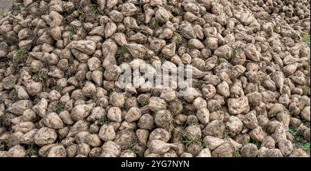 A heap of freshly harvested sugar beet in the agricultural field in autumn. Stock Photo