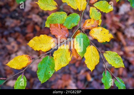 Close-up of a tree branch with autumn-coloured leaves and a background of dead leaves on the ground Stock Photo