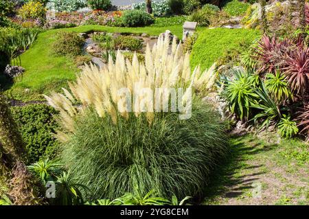 Cortaderia selloana Pumila Pampas Grass with large silvery yellow feather heads set against Blue sky . Stock Photo