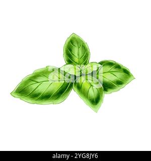 Green basil or mint leaves. High quality illustration. Watercolor drawing on a white background.. Can be used in menus, recipes, cooking, dish ingredients Stock Photo